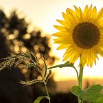 fleur de tournesol très lumineuse