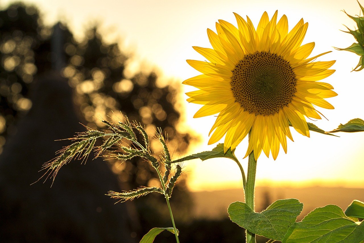 fleur de tournesol très lumineuse